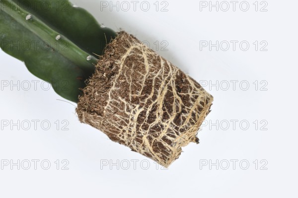 Roots and rootball of Cuddly cactus houseplant with soil on white background