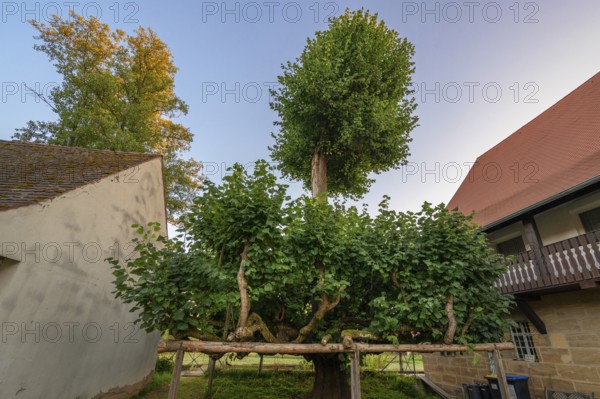 Old dancing lime tree (Tilia), Steinbach, Upper Franconia, Bavaria, Germany