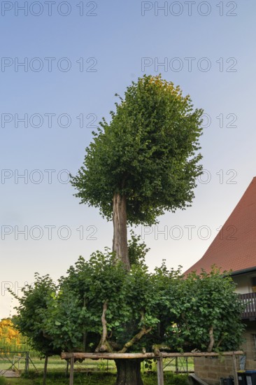 Old dancing lime tree (Tilia), Steinbach, Upper Franconia, Bavaria, Germany