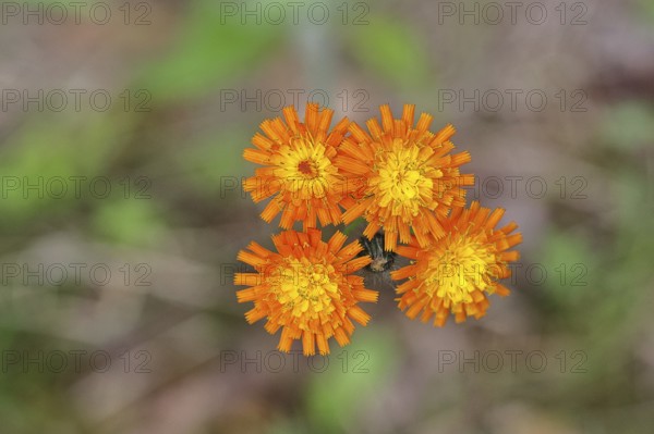 Orange hawkweed, orange-red hawkweed (Hieracium aurantiacum), flower on a rough meadow, close-up, Wilnsdorf, North Rhine-Westphalia, Germany