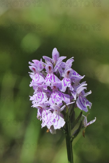 Moorland spotted orchid (Dactylorhiza maculata), inflorescence, close-up, Wilnsdorf, North Rhine-Westphalia, Germany