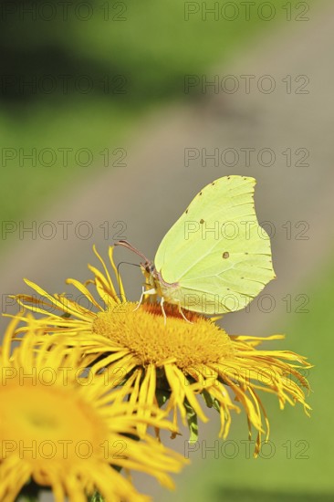 Lemon butterfly (Gonepteryx rhamny) on a yellow flower of a Great Telekie (Telekia speciosa), close-up, Wilnsdorf, North Rhine-Westphalia, Germany