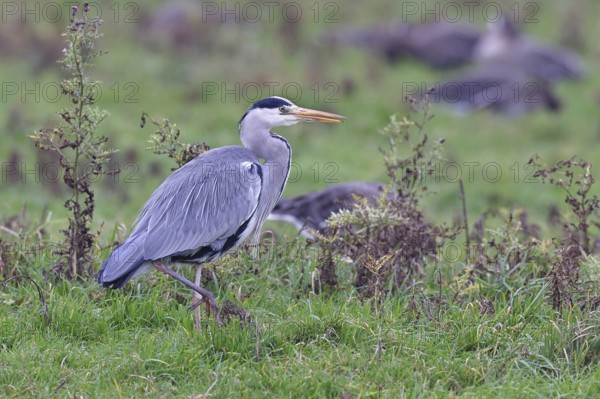 Grey heron (Ardea cinerea), standing in a meadow, Bieslicher Insel, Lower Rhine, North Rhine-Westphalia, Germany