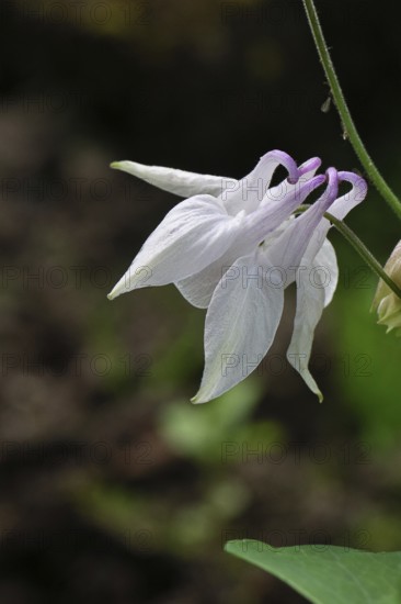 Columbine (Aquilegia vulgaris), white flower at the edge of a forest, Wilnsdorf, North Rhine-Westphalia, Germany