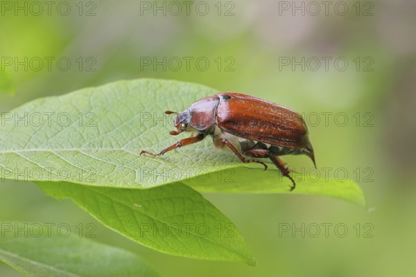 May beetle, wood cockchafer (Melolontha hippocastani), female, on leaf of a willow (Salix caprea), close-up, Wilnsdorf, North Rhine-Westphalia, Germany