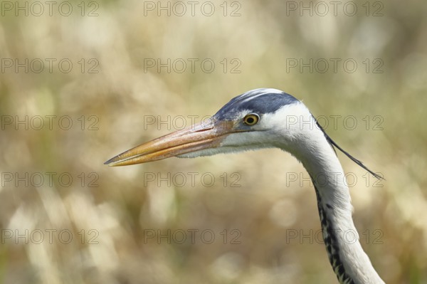 Grey heron (Ardea cinerea), attentive gaze, animal portrait, Wilnsdorf, North Rhine-Westphalia, Germany