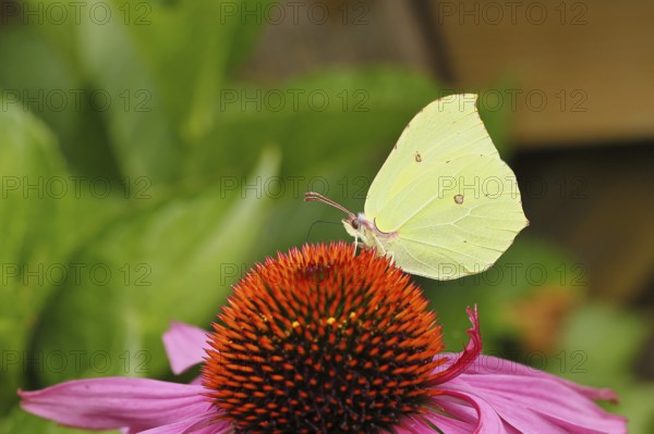 Lemon butterfly (Gonepteryx rhamny) on flower of a purple coneflower (Echinacea purpurea), close-up, summer, garden, wildlife, insects, butterflies, butterfly Wilnsdorf, North Rhine-Westphalia, Germany