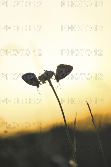 Checkerspot butterfly (Melanargia galathea), in the evening at sunset on a blade of grass in a meadow for a night's rest, pair of animals, close-up, macro shot, Wilnsdorf, North Rhine-Westphalia, Germany