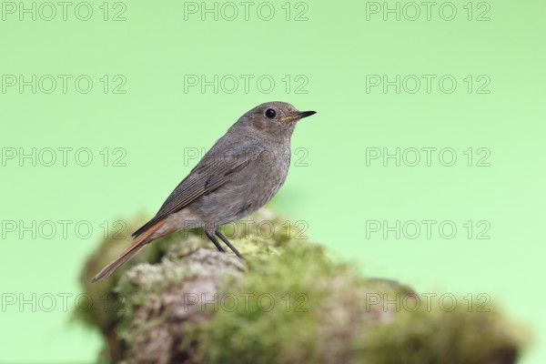 Black redstart (Phoenicurus ochruros), female on a moss-covered tree stump in a garden, Wilnsdorf, North Rhine-Westphalia, Germany