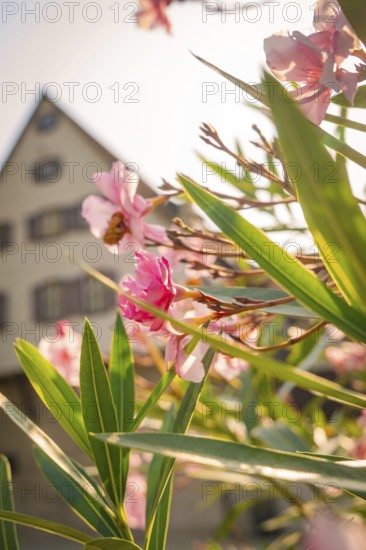 Close-up of pink flowers and green leaves in front of a house in a sunny spring atmosphere, Nagold, district of Calw, Black Forest, Germany