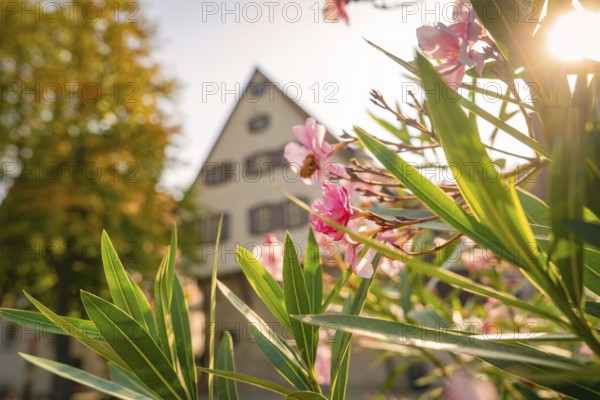 Colourful autumn landscape with pink flowers and a half-timbered house in the background, Nagold, district of Calw, Black Forest, Germany
