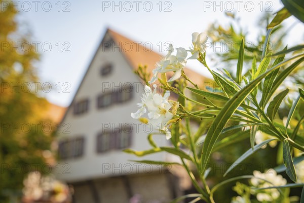 White flowers in the foreground in front of a traditional half-timbered house in summer, Nagold, district of Calw, Black Forest, Germany