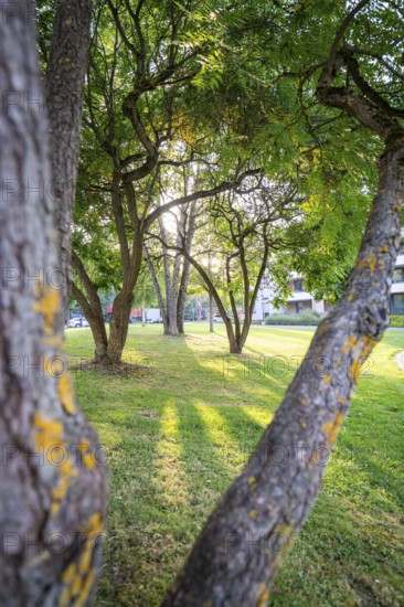 Peaceful park with trees and penetrating sunrays on a green area, Nagold, district Calw, Black Forest, Germany
