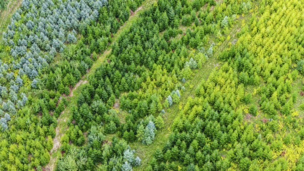 Christmas tree plantation in summer. Christmas trees grow in a coniferous forest for the coming season. Drone photo. Östringen, Baden-Württemberg, Germany