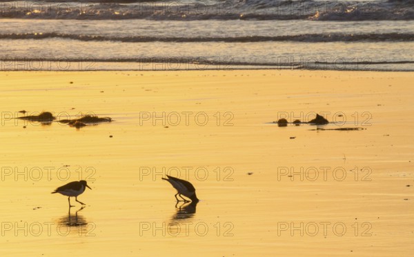 Two oystercatchers (Haematopus ostralegus), adult buries head deep in sand to catch lugworm, hunting, juvenile observed, juvenile, feeding, sunset, atmospheric, glow, atmosphere, reflect, light, beach, reflection, silhouette, warm light, orange, gold, evening, sandy beach, sand, shore, waves, surf, maritime, symbolic image: Bury your head in the sand, don't want to see, close your eyes, ignore, island dune, Heligoland, Schleswig-Holstein, North Sea, Germany