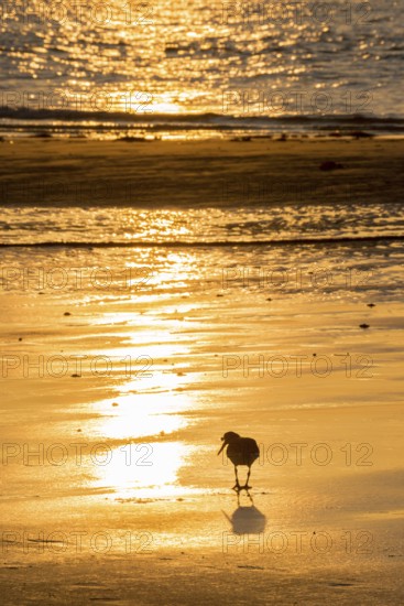 Oystercatcher (Haematopus ostralegus) at sunset looking down, atmospheric glow, calm, relaxed, warm atmosphere, reflecting light on the water and the wet beach, reflection, silhouette, light, warm tones, orange, yellow, gold, evening, shadow, sandy beach, sand, shore, nobody, maritime, deserted, sea, waves, surf, seabird, wading bird, waders, limicoles, island dune, Heligoland, district of Pinneberg, Schleswig-Holstein, North Sea, Germany
