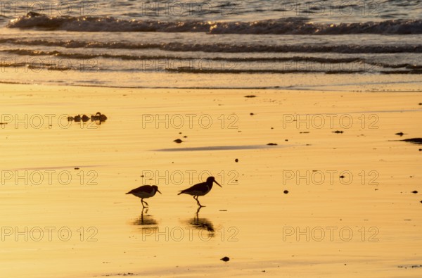 Two oystercatchers (Haematopus ostralegus), juvenile and adult, walking one behind the other on a wet beach at sunset, atmospheric glow, calm, relaxed, warm atmosphere, reflecting light on the water and the beach, reflection, silhouette, warm tones, orange, yellow, gold, evening, shadow, sandy beach, sand, shore, nobody, maritime, deserted, sea, waves, surf, waders, wading birds, limicoles, island dune, Heligoland, district of Pinneberg, Schleswig-Holstein, North Sea, Germany