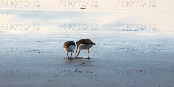 Two oystercatchers (Haematopus ostralegus) at sunset, adult bird pulling lugworm (Arenicola marina), also known as sand pierworm, from the ground, juvenile bird watching, hunting, learning, soft light of dusk, calm, relaxed atmosphere, reflecting light on the wet beach, reflection, evening, sandy beach, sand, shore, maritime, deserted, sea, seabird, wading bird, waders, limesticks, island dune, Helgoland, Pinneberg district, Schleswig-Holstein, North Sea, Germany