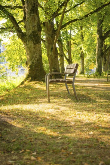 Wooden bench in the shade of trees in a sunny park along a path, Nagold, district of Calw, Black Forest, Germany