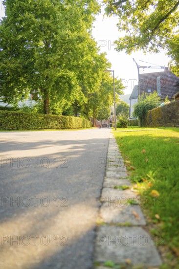 Quiet street lined with large green trees that cast shade on the pavement, Nagold, district of Calw, Black Forest, Germany