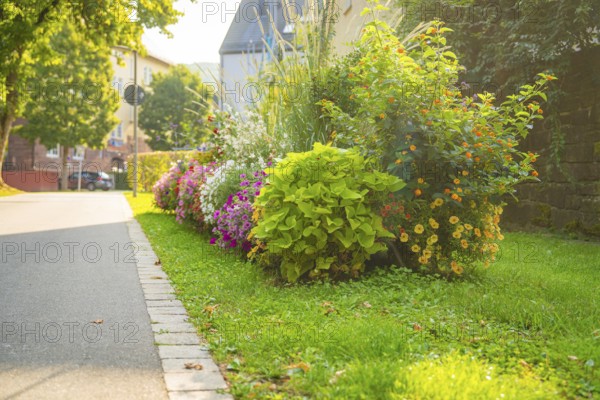 A colourful garden strip on a street with lush greenery and colourful flowers, Nagold, Calw district, Black Forest, Germany