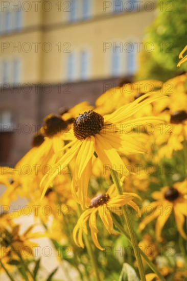 Close-up of sunlit yellow sunflowers in front of a building, Nagold, district of Calw, Black Forest, Germany