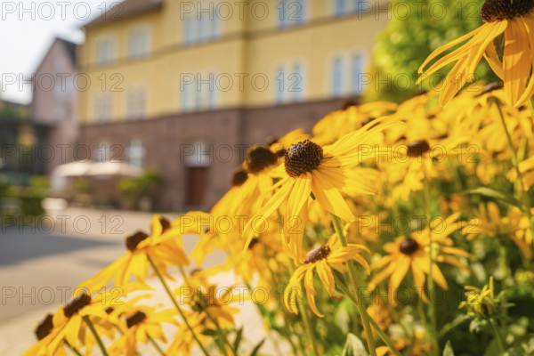Yellow sunflowers blooming in the sun in front of a yellow building, Nagold, district of Calw, Black Forest, Germany