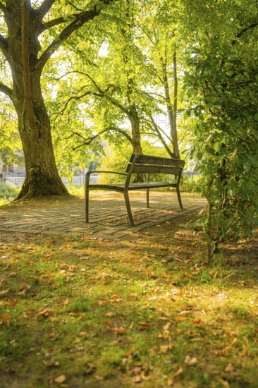 Wooden bench under shady trees in a sunny park, autumn leaves on the ground, Nagold, district of Calw, Black Forest, Germany