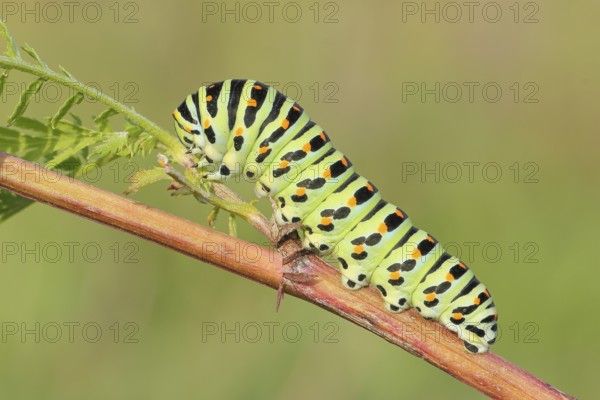 Swallowtail caterpillar (Papilio machaon), caterpillar sitting on Wild carrot (Daucus carota), Trupbacher Heide nature reserve with heathland and nutrient-poor grassland, Siegerland, North Rhine-Westphalia, Germany