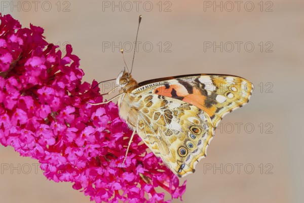 Thistle butterfly (Vanessa cardui) underside, sucking nectar on summer lilac (Buddleja davidii), butterfly bush, in a natural environment in the wild, wildlife, insects, butterflies, butterflies, Siegerland, North Rhine-Westphalia, Germany
