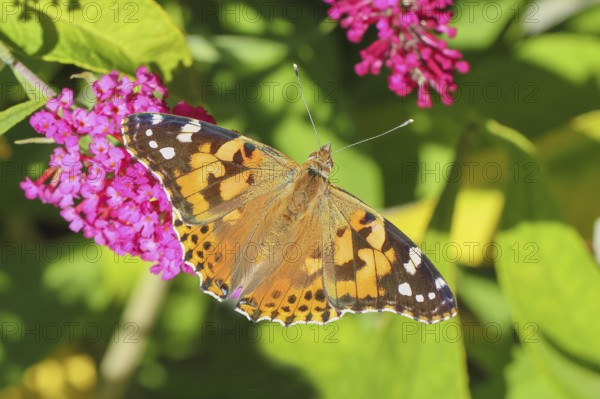 Thistle butterfly (Vanessa cardui) sucking nectar on butterfly bush (Buddleja davidii), butterfly bush, in a natural environment in the wild, wildlife, insects, butterflies, butterflies, Siegerland, North Rhine-Westphalia, Germany
