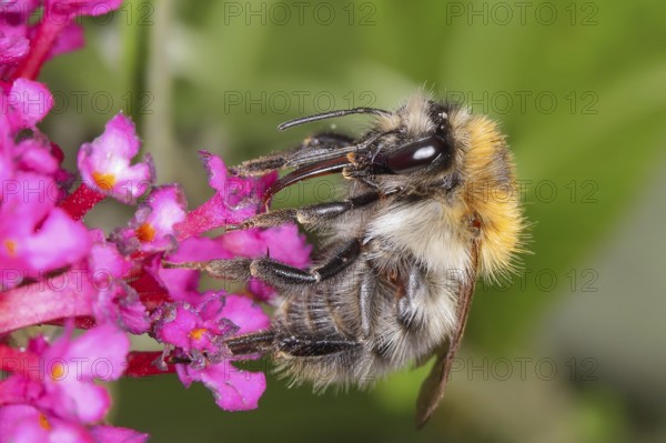 Field bumblebee (Bombus pascuorum), sucking nectar on summer lilac (Buddleja davidii), butterfly bush, in a natural environment in the wild, wildlife, nature photo, insects, bumblebees, Siegerland, North Rhine-Westphalia, Germany