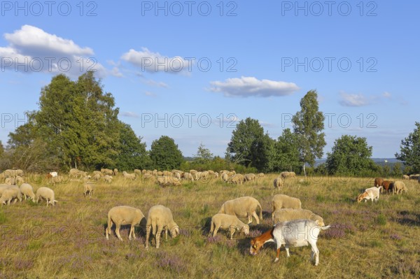 Landscape conservation with sheep and goats in the Truppacher Heide, Trupbacher Heide nature reserve with heathland and rough grassland, Siegerland, North Rhine-Westphalia, Germany