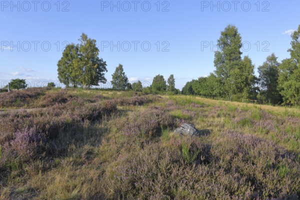 Truppacher Heide, Trupbacher Heide nature reserve with heaths and rough grassland, Siegerland, North Rhine-Westphalia, Germany