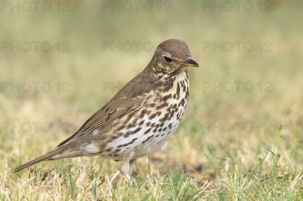 Song thrush (Turdus philomelos) standing in a meadow, wildlife, thrushes, migratory bird, songbird, HANSAG, Lake Neusiedl, Burgenland, Austria
