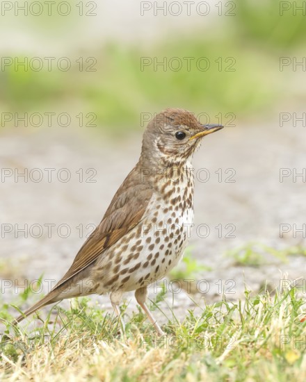 Song thrush (Turdus philomelos) standing on garden path, wildlife, thrushes, migratory bird, songbird, HANSAG, Lake Neusiedl, Burgenland, Austria
