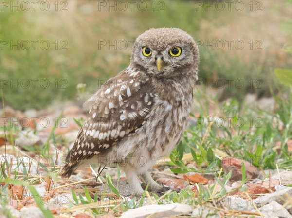 Little owl (Athene noctua) young bird standing on the ground, endangered bird species in Central Europe, view into the camera, wildlife, owl, owl, HANSAG, Lake Neusiedl, Burgenland, Austria, Eastern Europe