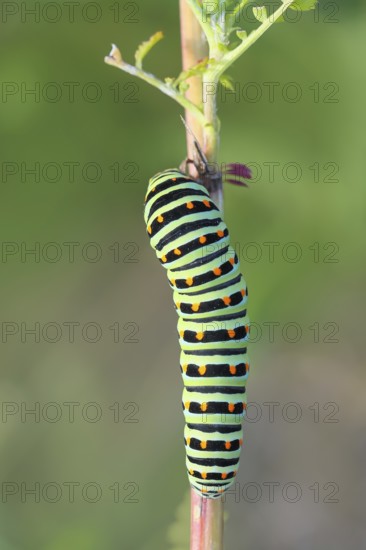 Swallowtail caterpillar (Papilio machaon), caterpillar sitting on Wild carrot (Daucus carota), top view, Trupbacher Heide nature reserve with heaths and rough grassland, Siegerland, North Rhine-Westphalia, Germany