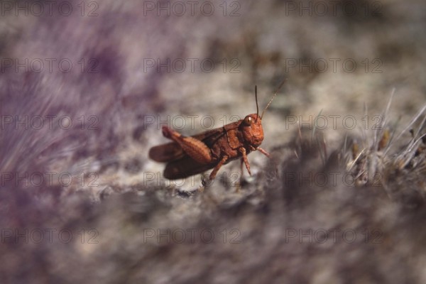 Heupferd, August, Germany