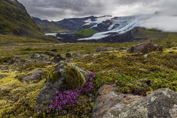 Arctic thyme (Thymus praecox ssp. arcticus), pink flowers, mosses, glacier tongue behind, glacier, cloudy, summer, Falljökull, Skaftafell National Park, Iceland