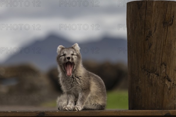Young Arctic fox (Vulpes lagopus) sitting in front of a house, yawning, wild, sunny, East Fjords, Iceland