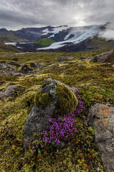 Arctic thyme (Thymus praecox ssp. arcticus), pink flowers, mosses, glacier tongue behind, glacier, cloudy, summer, Falljökull, Skaftafell National Park, Iceland