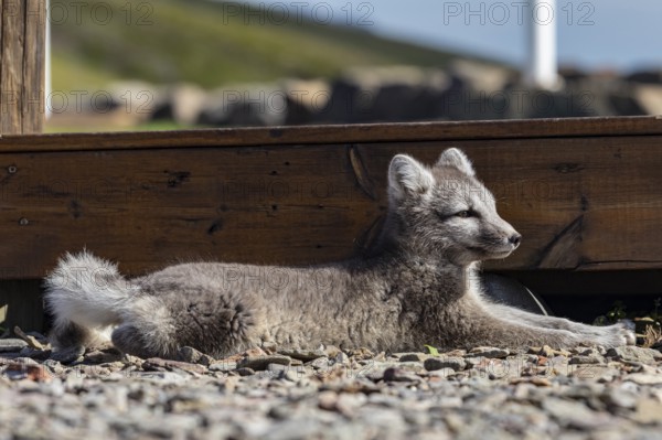 Young Arctic fox (Vulpes lagopus) lying in front of a house, relaxed, wild, sunny, curious, East Fjords, Iceland