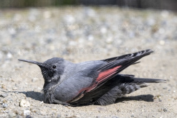 Wallcreeper (Tichodroma muraria), bathing in the sand, Alpine Zoo, Innsbruck, Tyrol, Austria