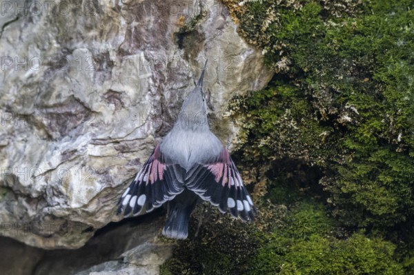Wallcreeper (Tichodroma muraria), sitting in a rock face, Alpine Zoo, Innsbruck, Tyrol, Austria