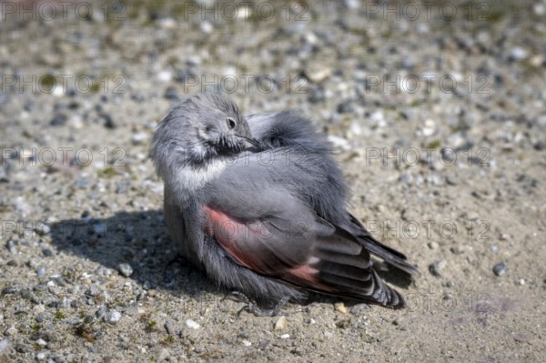 Wallcreeper (Tichodroma muraria), preening itself, Alpine Zoo, Innsbruck, Tyrol, Austria