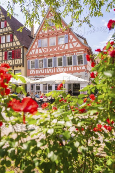 Red roses in full bloom in front of colourful half-timbered houses on a sunny summer day, small town of Perle Calw, Black Forest, Germany