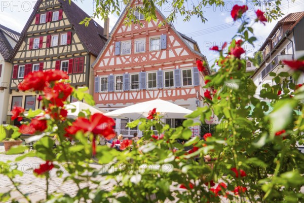 Red roses bloom in front of charming half-timbered houses in a sunny old town setting, small town pearl Calw, Black Forest, Germany