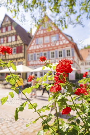 Red roses in front of half-timbered houses and a sunny town background with a cosy atmosphere, small town pearl Calw, Black Forest, Germany