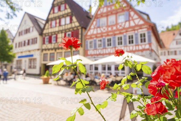 Close-up of red roses with a background of half-timbered houses and street cafés, small town of Perle Calw, Black Forest, Germany
